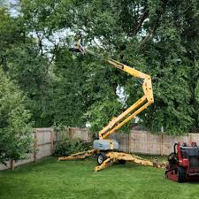 Best Hedge Trimming  in Mena, AR