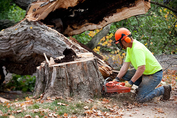 Trusted Mena, AR Tree Care Services Experts